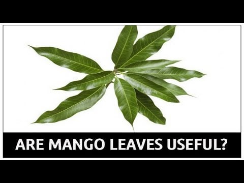 8 Health Benefits Of Mango Leaves